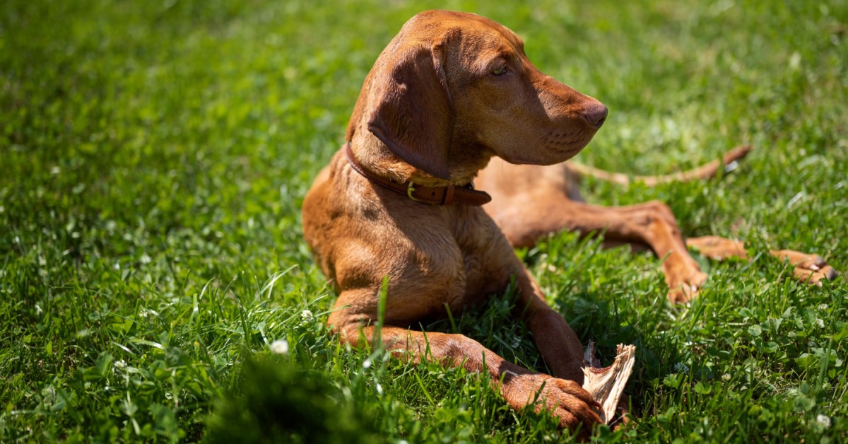 Large red dog breeds hotsell